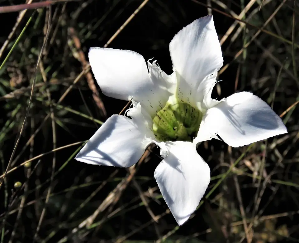 Wiregrass Gentian (Gentiana pennelliana)