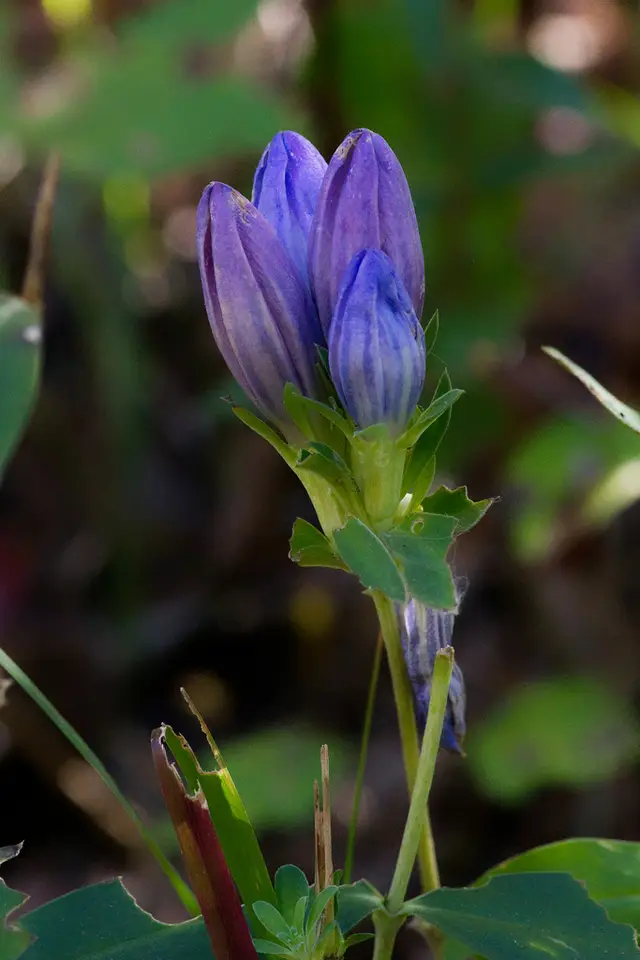 Soapwort Gentian (Gentiana saponaria)