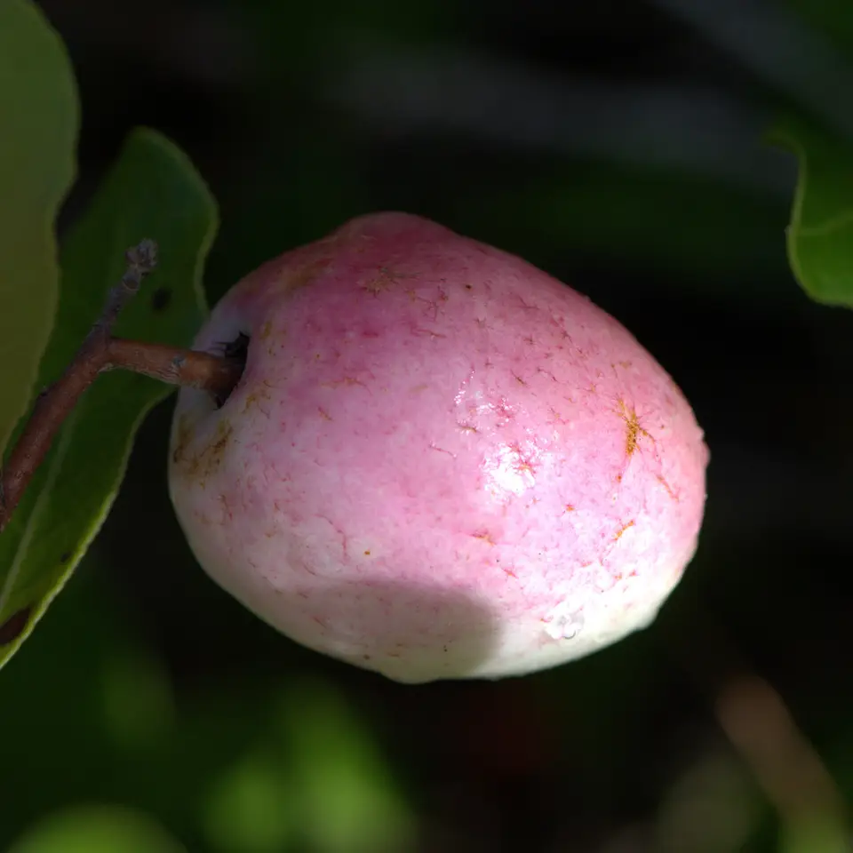 Gopher Apple (Geobalanus oblongifolius)