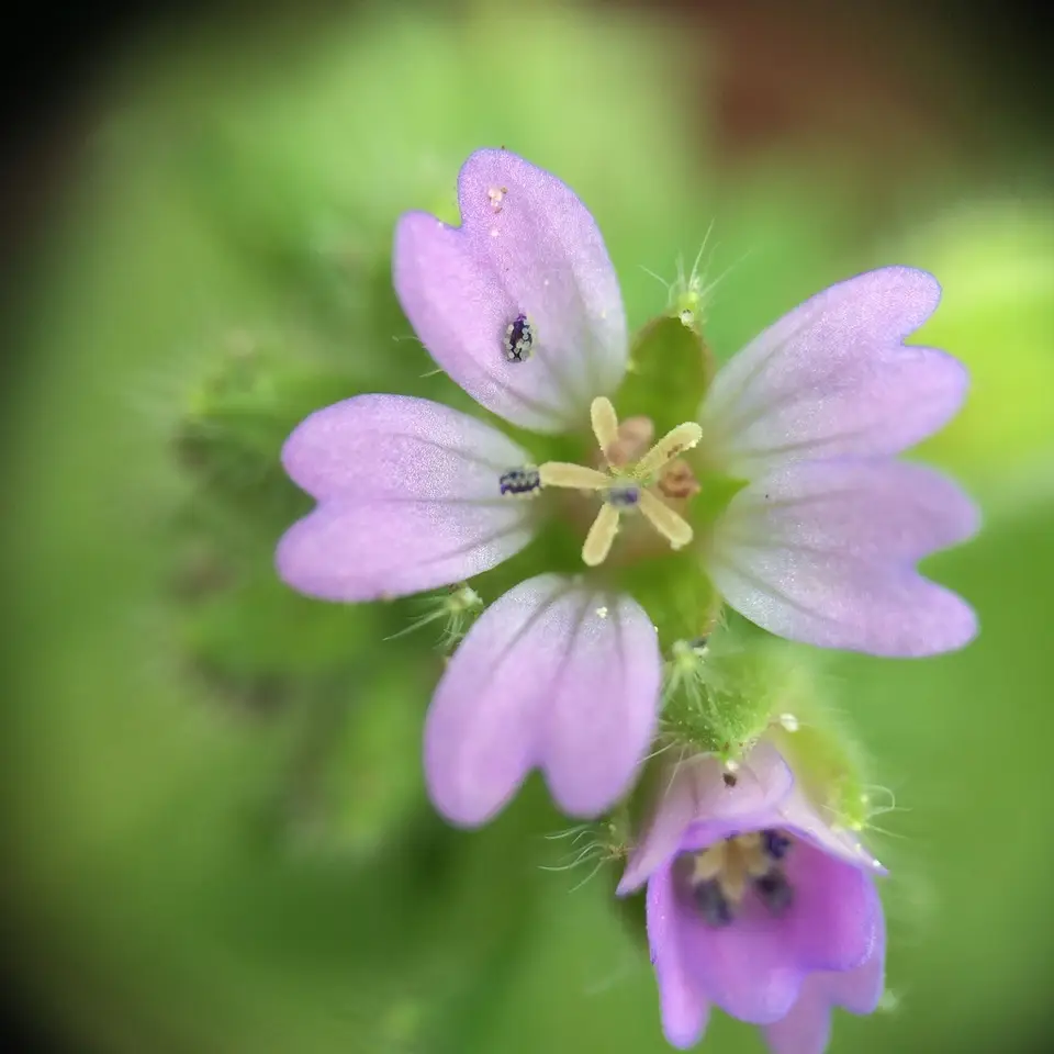 Small-Flowered Crane's-Bill (Geranium pusillum)