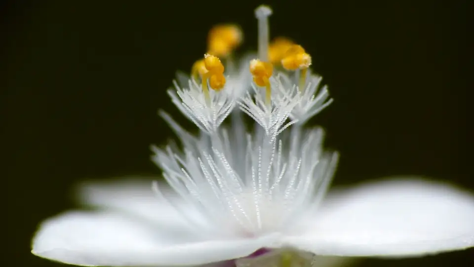 Tahitian Bridalveil (Gibasis pellucida)