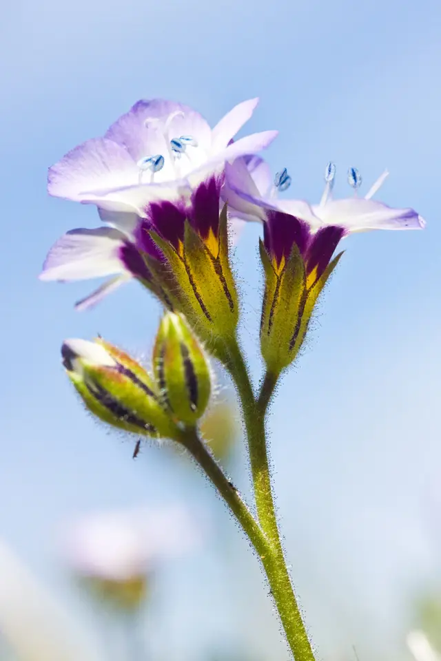 Bird's-Eye Gilia (Gilia tricolor)