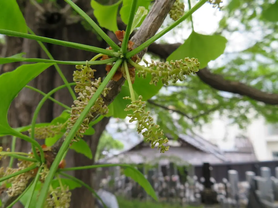 Ginkgo (Ginkgo biloba)