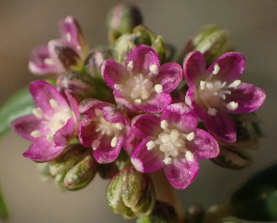 Gisekia pharnaceoides (Gisekia pharnaceoides)