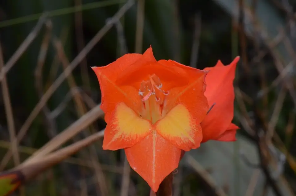 Dragon's-Head Lily (Gladiolus dalenii)