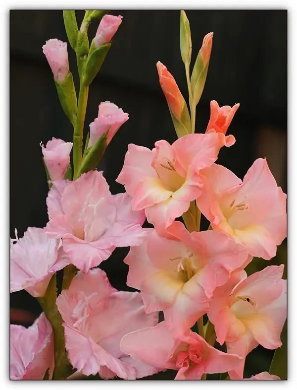 Large-Flowered Gladiolus (Gladiolus × hortulanus)