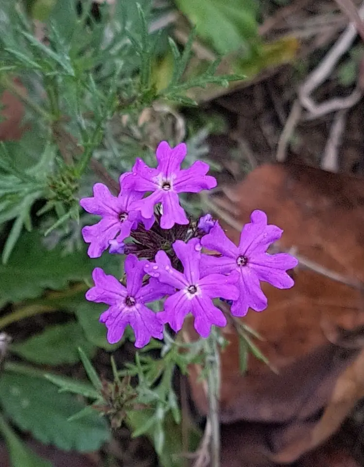 South American Mock Vervain (Glandularia aristigera)