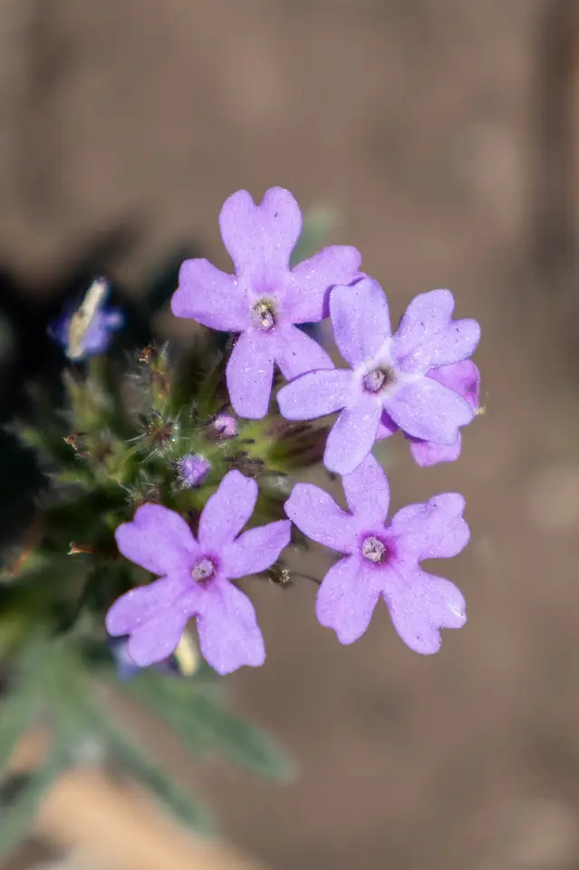 Dakota Mock Vervain (Glandularia bipinnatifida)