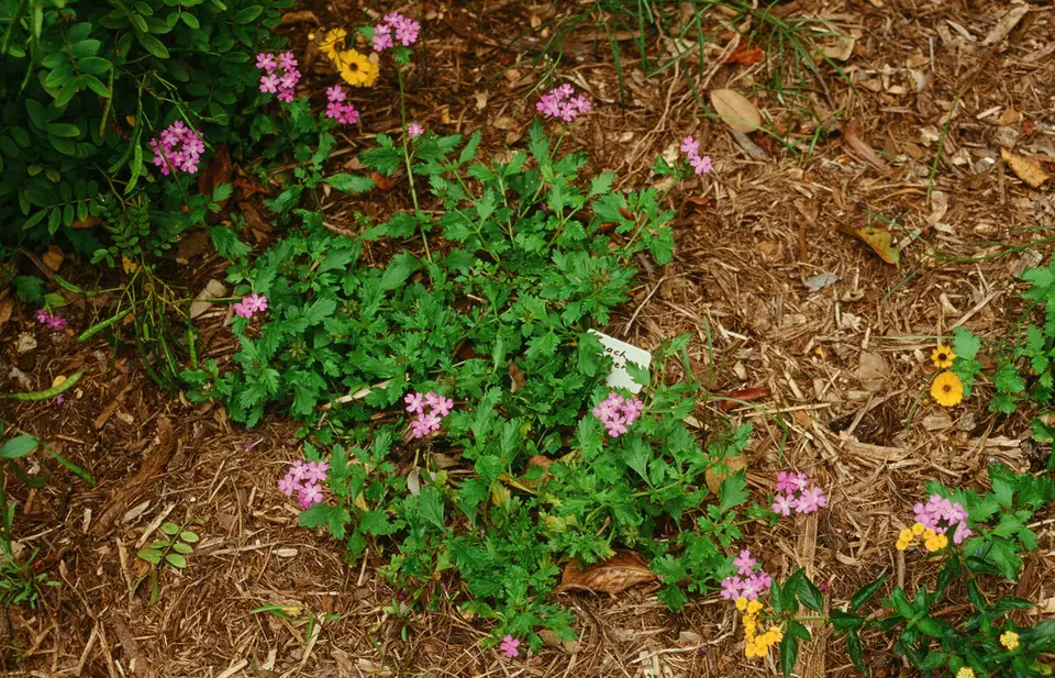 Coastal Mock Vervain (Glandularia maritima)