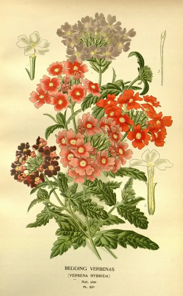 Garden Verbena (Glandularia × hybrida)
