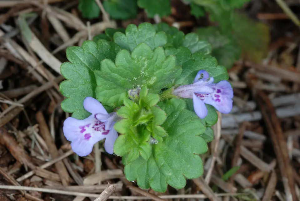 Ground-Ivy (Glechoma hederacea)