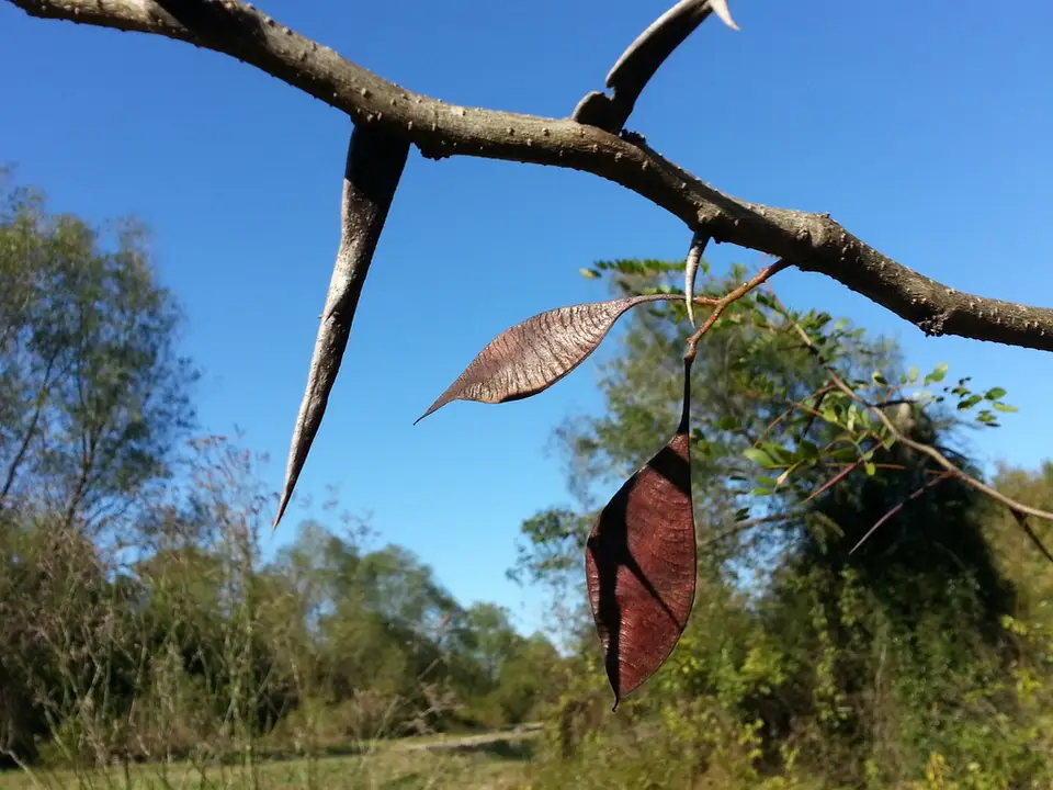 Water Locust (Gleditsia aquatica)