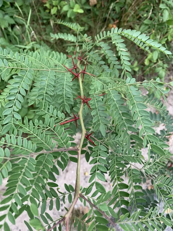 Honey Locust (Gleditsia triacanthos)