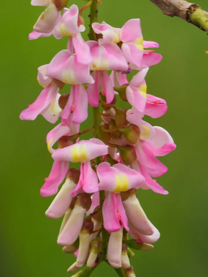Fence Post Tree (Gliricidia sepium)