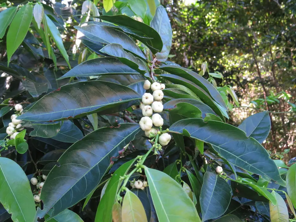 Buttonwood (Glochidion harveyanum)