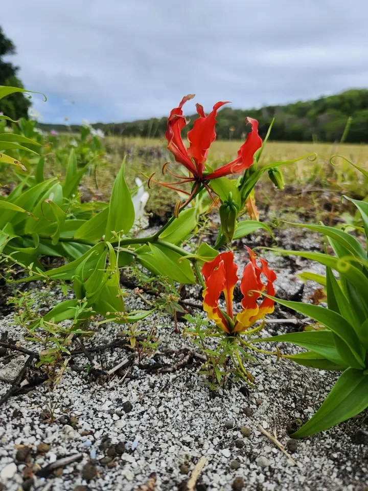 Flame Lily (Gloriosa superba)