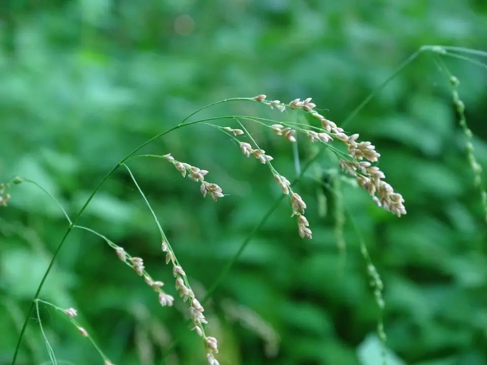 Fowl Mannagrass (Glyceria striata)