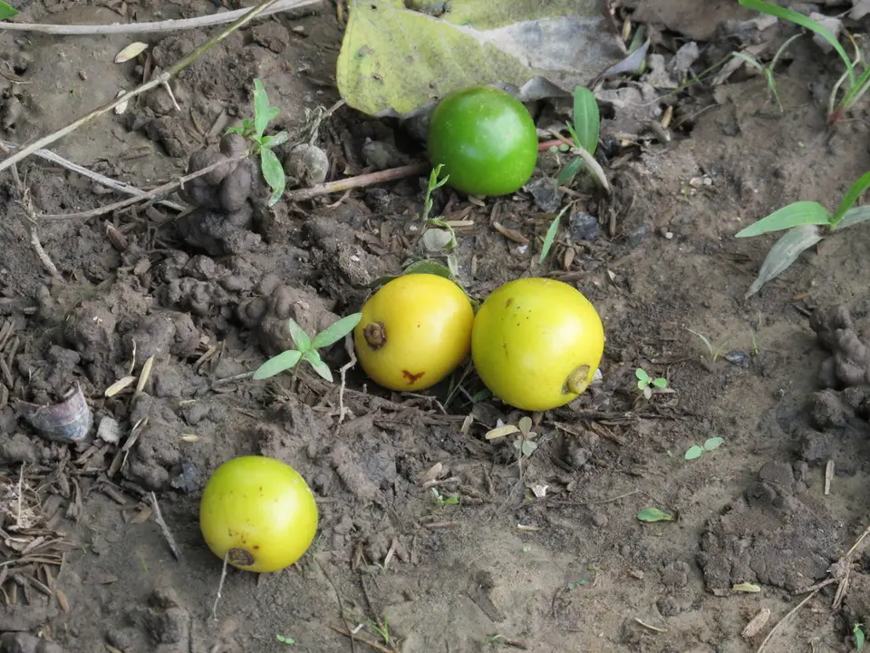 Kashmir Tree (Gmelina arborea)