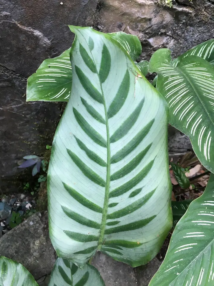 Calathea Musaica (Goeppertia kegeljanii)
