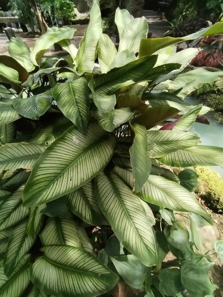 Goeppertia majestica (Goeppertia majestica)