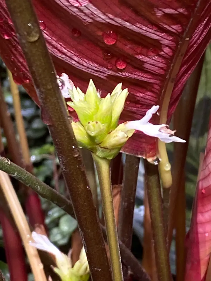 Peacock Plant (Goeppertia makoyana)