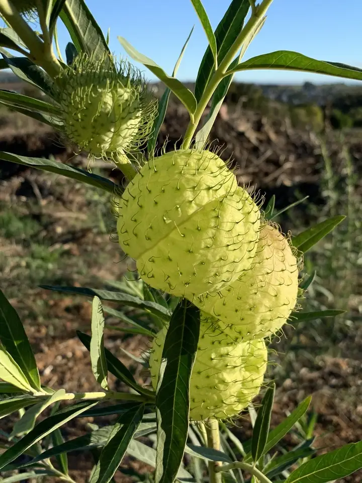 Balloonplant (Gomphocarpus physocarpus)