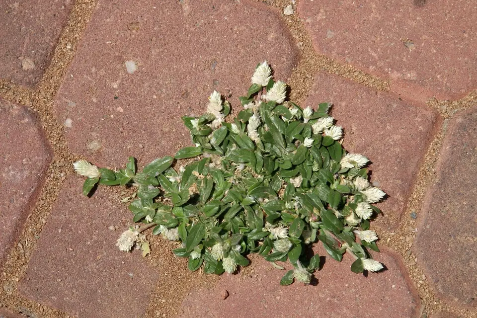 Prostrate Globe-Amaranth (Gomphrena celosioides)