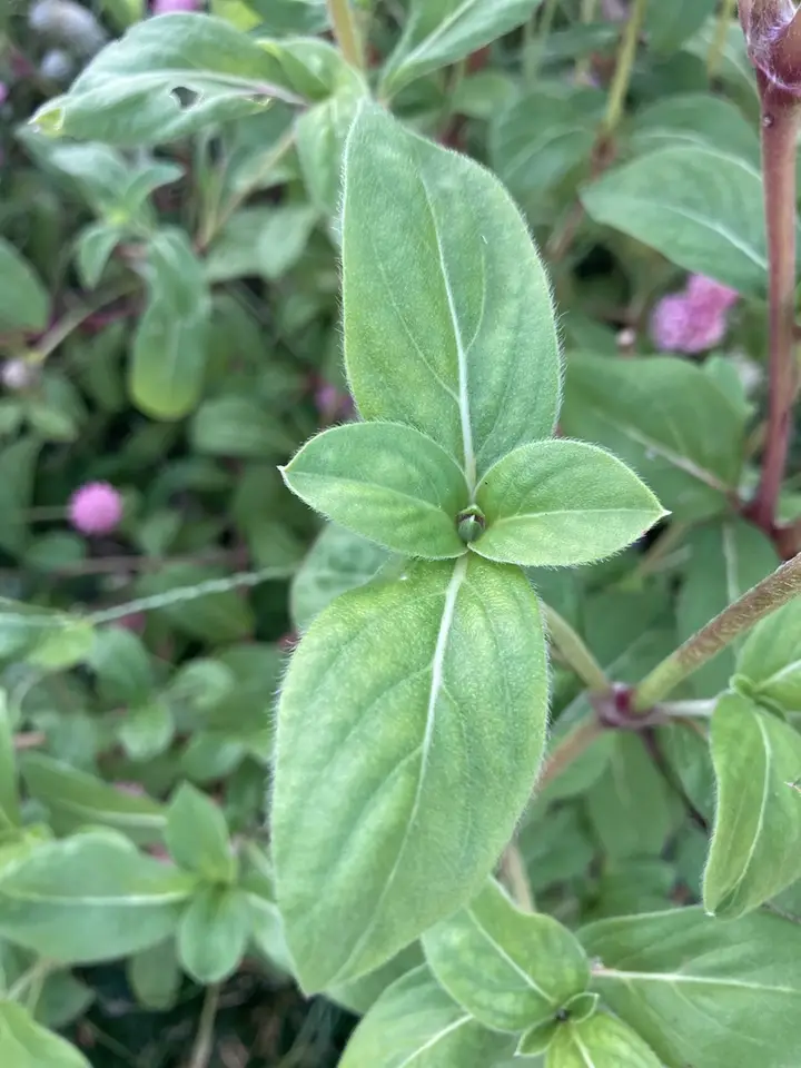 Globe Amaranth (Gomphrena globosa)