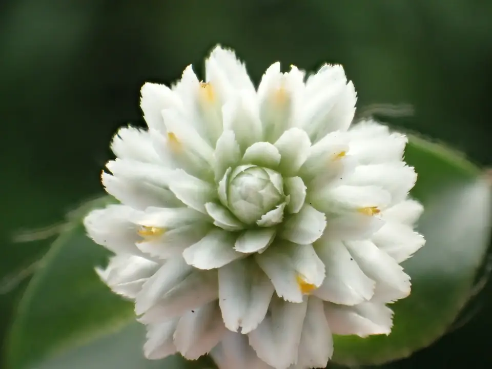 Gomphrena Weed (Gomphrena serrata)