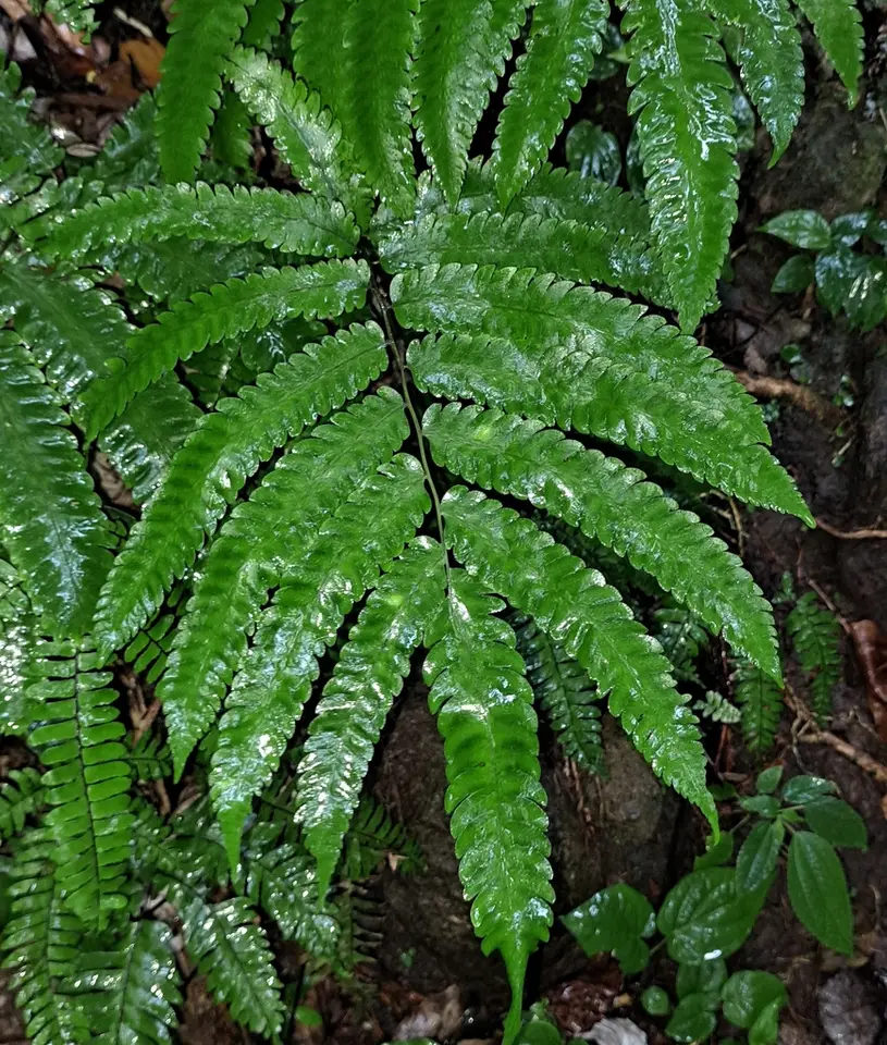 Goniopteris pennata (Goniopteris pennata)