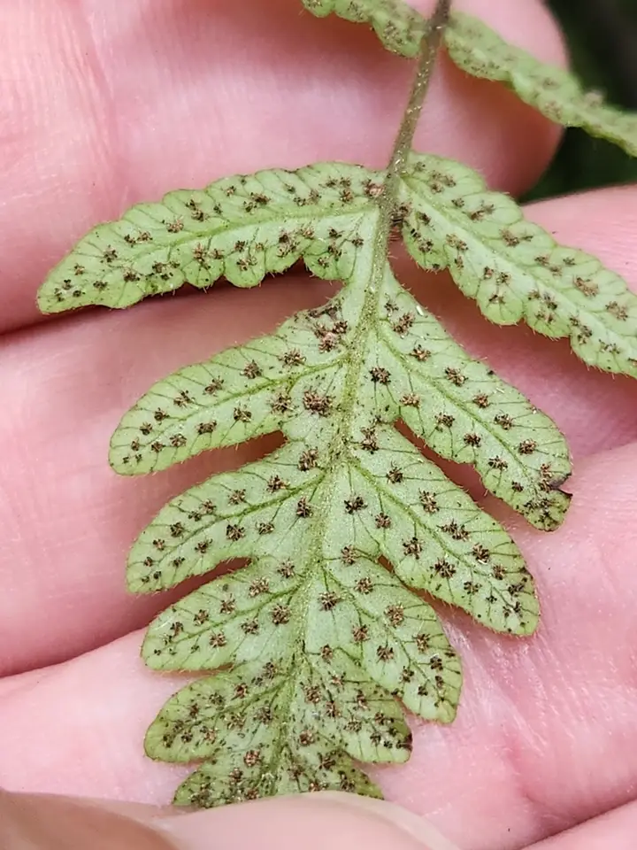 Creeping Star-Hair Fern (Goniopteris reptans)