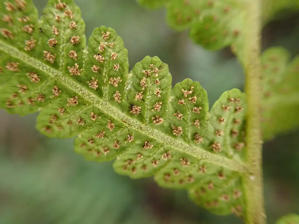 Stiff Star-Hair Fern (Goniopteris sclerophylla)
