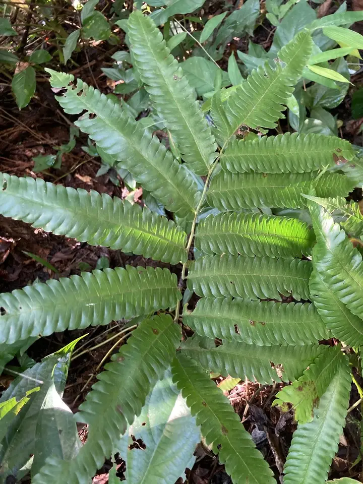 Free-Tip Star-Hair Fern (Goniopteris tetragona)