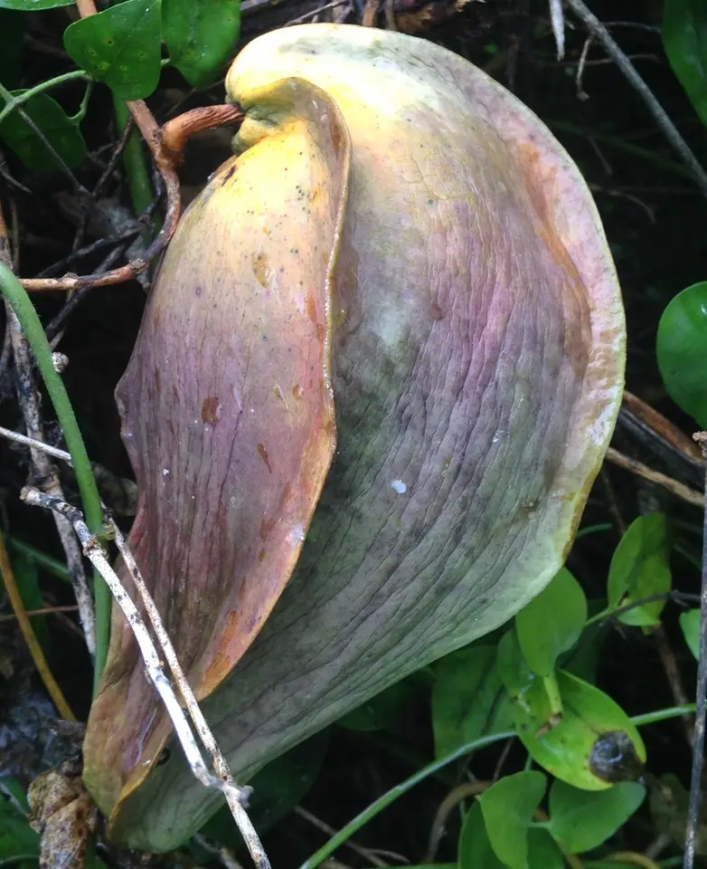 Gonolobus taylorianus (Gonolobus taylorianus)