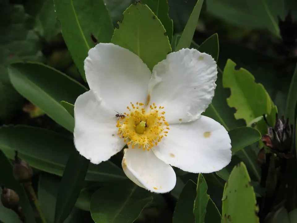 Loblolly Bay (Gordonia lasianthus)