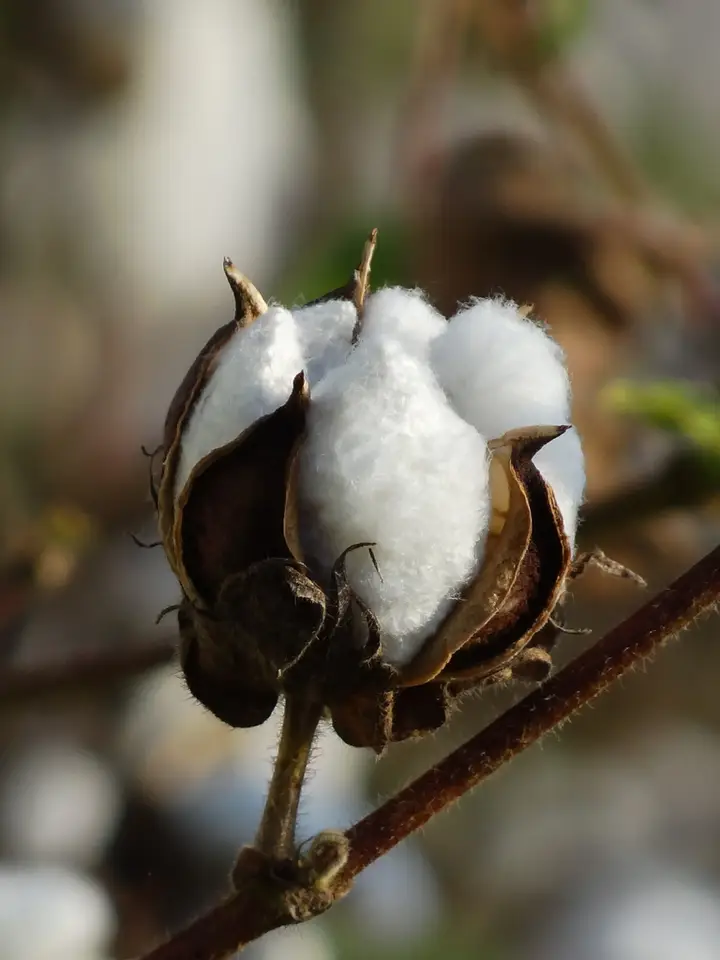 Levant Cotton (Gossypium herbaceum)