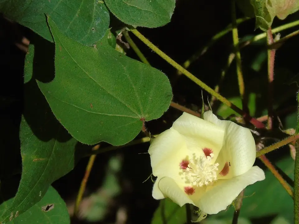 Upland Cotton (Gossypium hirsutum)