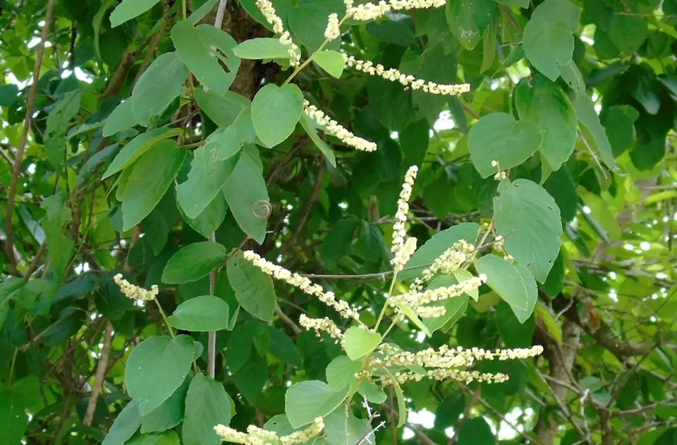 Chewstick (Gouania lupuloides)