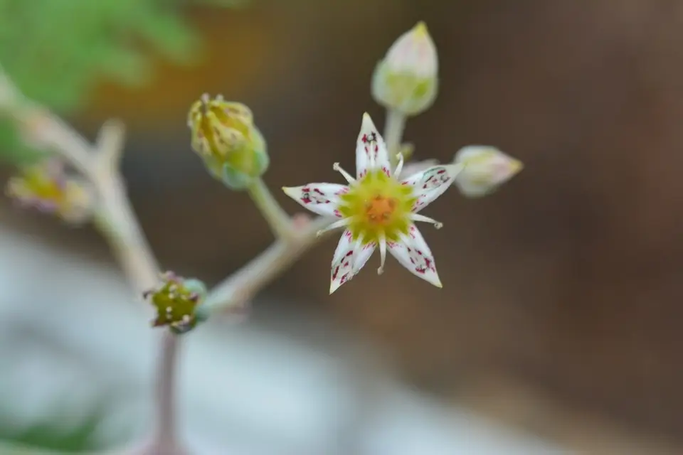 Ghost-Plant (Graptopetalum paraguayense)