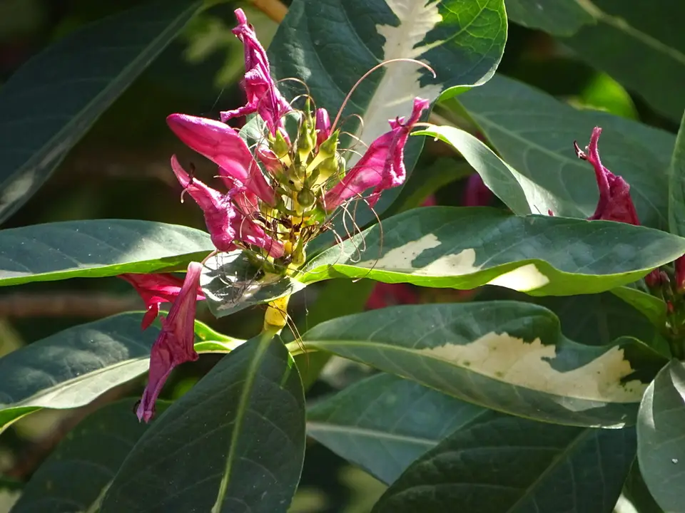 Caricature-Plant (Graptophyllum pictum)