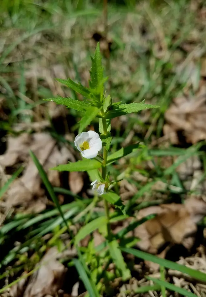 Sticky Hedge Hyssop (Gratiola brevifolia)