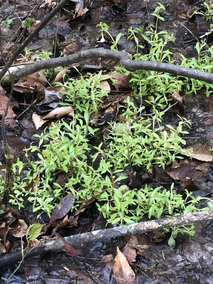 Florida Hedge Hyssop (Gratiola floridana)
