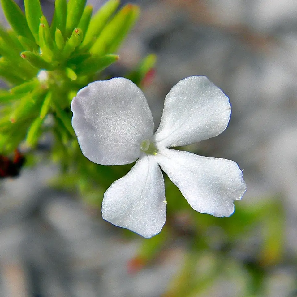 Rough Hedgehyssop (Gratiola hispida)