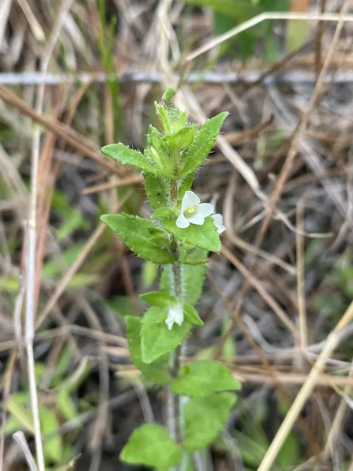 Shaggy Hedgehyssop (Gratiola pilosa)