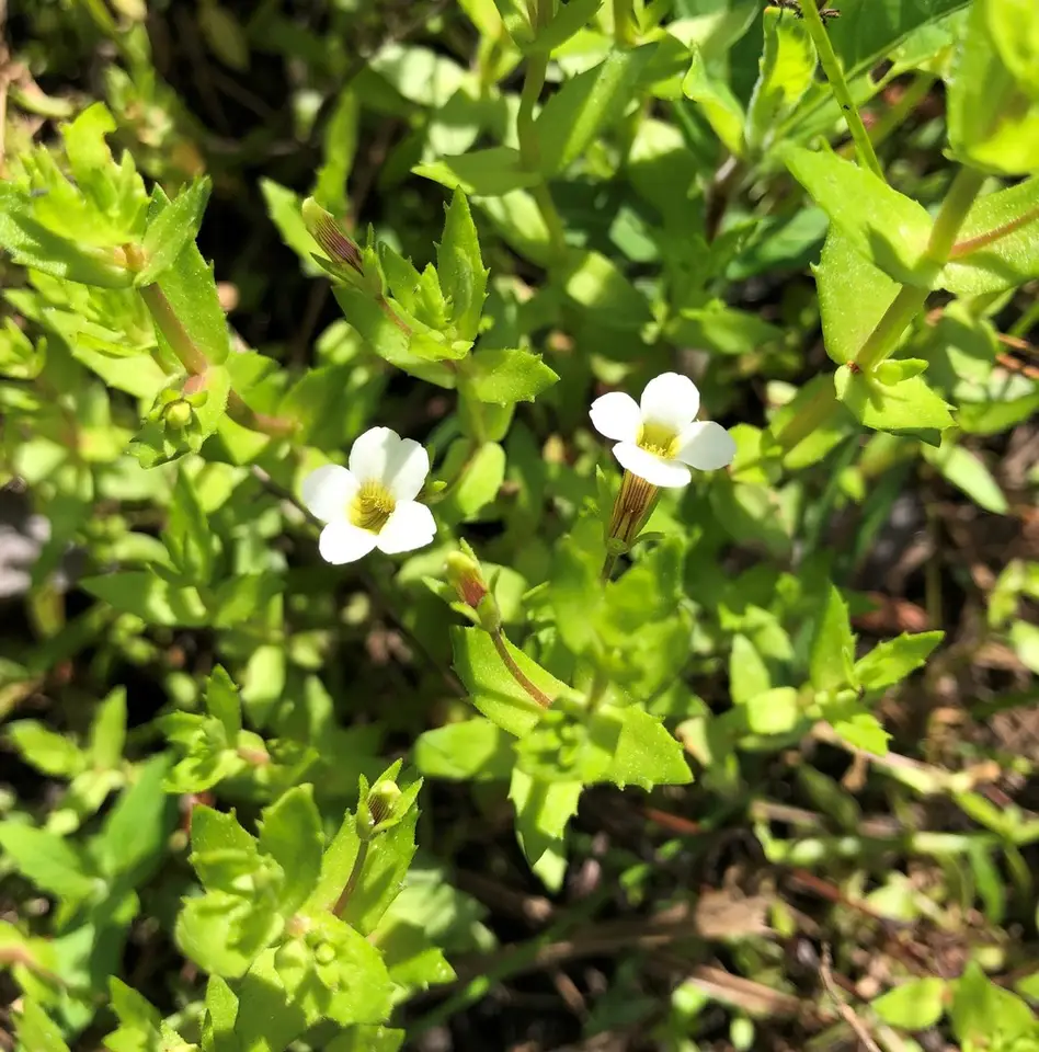 Branched Hedge-Hyssop (Gratiola ramosa)