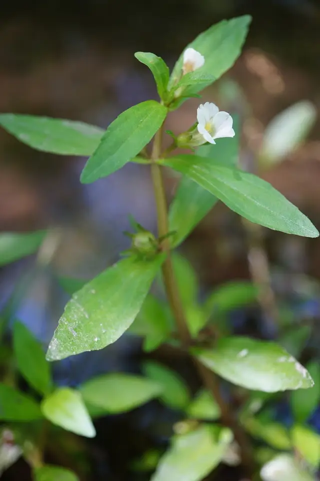 Virginia Hedge-Hyssop (Gratiola virginiana)