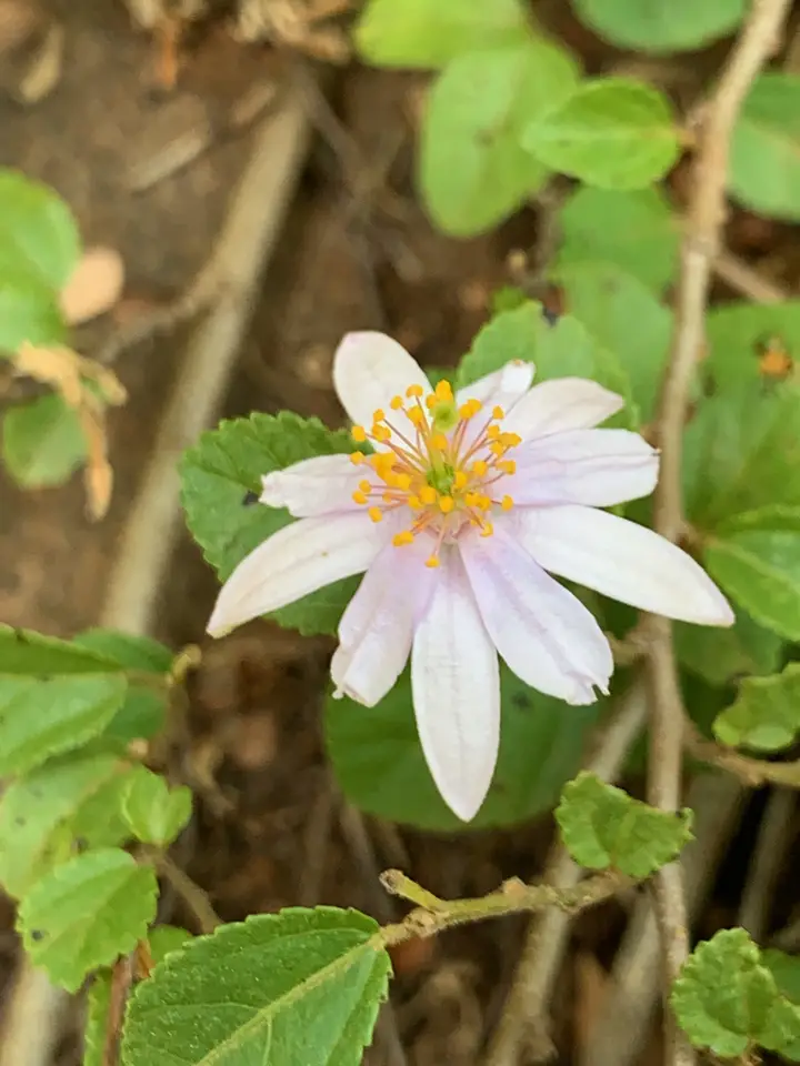 Crossberry (Grewia occidentalis)