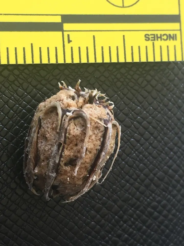 Grias cauliflora (Grias cauliflora)