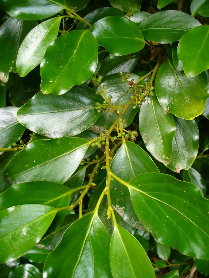 New Zealand Broadleaf (Griselinia littoralis)