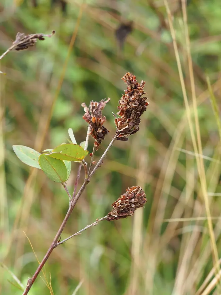 Asian Ticktrefoil (Grona heterocarpos)